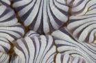 Sea anemone, Marine life