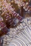 Ringed tentacles, Marine life