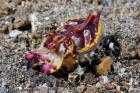 Pfeffer's flamboyant cuttlefish