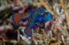 Mandarin fish