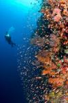 Diver with light next to vertical reef formation, Pantar Island, Indonesia