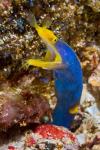 Ribbon eel marine life