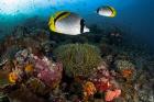 Lined butterflyfish swim over reef corals, Komodo National Park, Indonesia