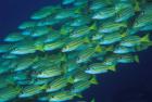 Close-up of schooling lined snappers, Komodo National Park, Indonesia