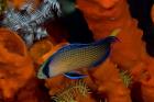 Dottyback, corals, marine life