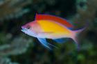 Colorful anthias fish
