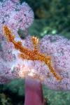 Pipe fish and coral