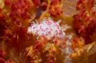 Cowry mollusks, Marine Life