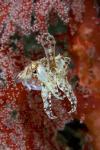 Indonesia, New Guinea Island, Raja Ampat, Cuttlefish