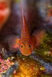 Goby fish above coral