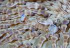 Shrimp, Anemone, marine life