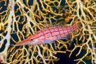 Close-up of hawkfish amid sea fan, Raja Ampat, Indonesia