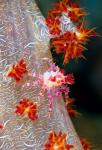 Decorator crab, marine life