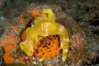Nudibranch, Marine Life