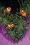 Clownfish swim among anemone tentacles, Raja Ampat, Indonesia