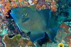Cleaner wrasse fish, reef