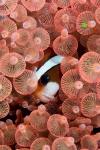 Clark's anemonefish