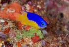 Damselfish and coral reef