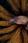 White-eye moray eel and coral