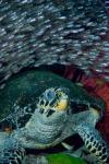 Glassfish, Hawksbill turtle