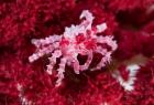 Decorator crab, crustacean