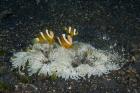 Indonesia, Sulawesi, Lembeh Strait, Marine Life