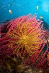 Two varieties of feather star crinoids, Pisang Islands, Papua, Indonesia