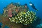 Diver and schooling sweetlip fish next to reef, Raja Ampat, Papua, Indonesia