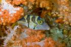 Close-up of pufferfish, Raja Ampat, Papua, Indonesia