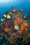 Fish swim around coral, Tatawa Besar, Komodo NP, Indonesia