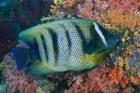 Fish and coral, Raja Ampat, Papua, Indonesia