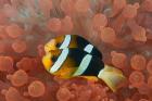 Two anemonefish in protective anemone, Raja Ampat, Papua, Indonesia