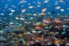 Sea of fish and coral, Raja Ampat, Papua, Indonesia