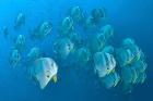 Schooling batfish, Raja Ampat, Papua, Indonesia