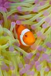 Anemonefish in protective anemone, Raja Ampat, Papua, Indonesia