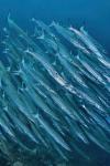 Underwater scene of schooling barracuda, Raja Ampat, Papua, Indonesia