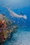 Manta ray, fish and coral, Raja Ampat, Papua, Indonesia