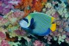 Underwater scene of angelfish and coral, Raja Ampat, Papua, Indonesia