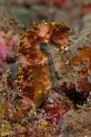 Close-up of adult spiny seahorse