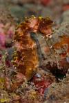 Close-up of adult spiny seahorse