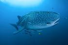 Bay Whale shark and remoras