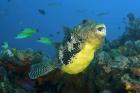 Close-up of puffer fish