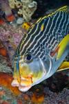 Cleaner fish with sweetlip fish, Raja Ampat, Papua, Indonesia