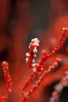 Seahorse turns color of coral, Raja Ampat, Papua, Indonesia