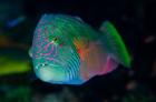 Close-up of colorful wrasse fish