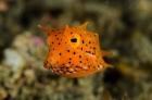 Close-up of juvenile cowfish