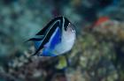 Bay Frontal view of angel fish