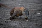 Close-up of Komodo dragon