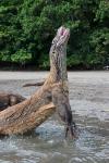 Komodo dragon rising out of water