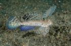 Close-up of dragonet fish